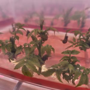 Gelificantes y medios para cultivo invitro
